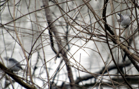 Blue-gray Gnatcatchers